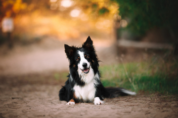 Doggone Jolly's Hundreds Of Smiles
