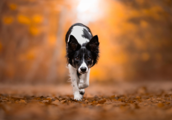 Fast And Agile Umbra Venti