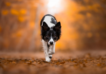 Fast And Agile Umbra Venti