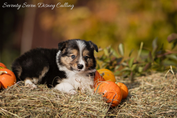 Seventy Seven Disney Calling