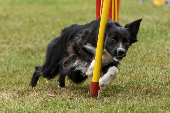 Dance Vom Rauhen Ostseewind