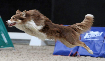 Rujaff Fate O the Future