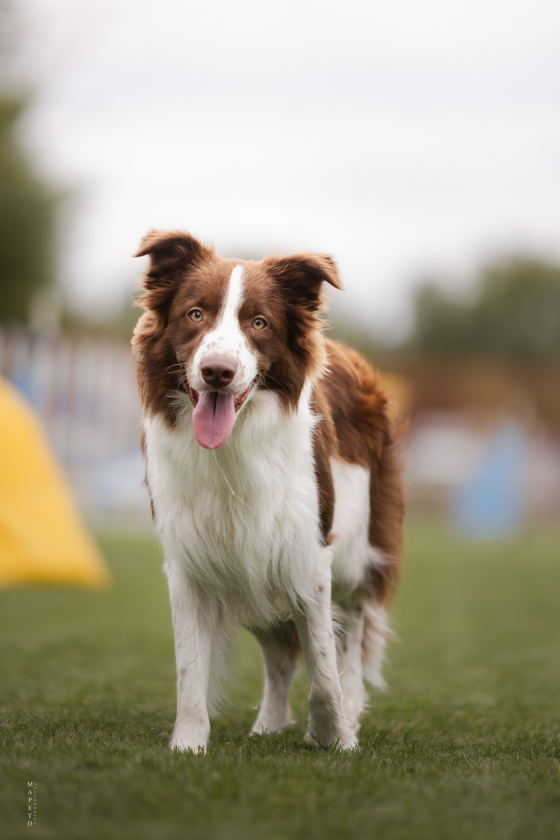 Adventurous Termi Genius paw