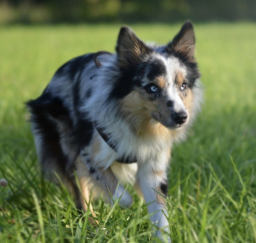 Kapo Remo Falcone Colline Rove