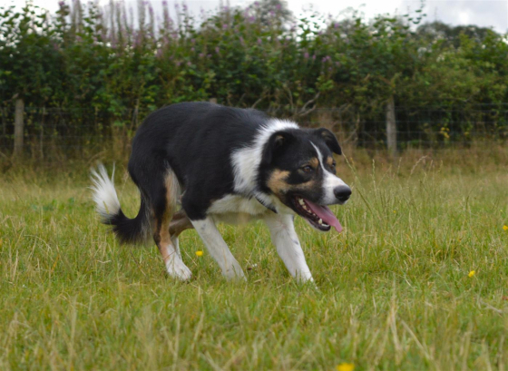 Mynach Dyfi