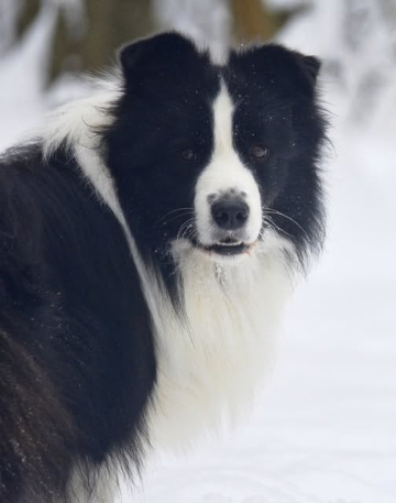 LeClway Kynetic Origin