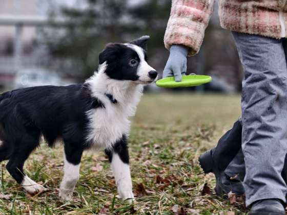 Absolute Tmy Darken Ral