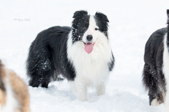 Baby One More Time At Wendigo's Wind