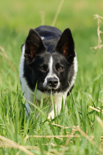 Akela My Mogli of Shallow Lake