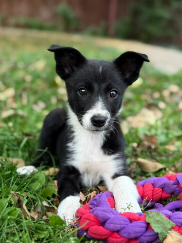 Brilliant Blik Odelia Vivien