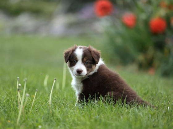 Pride And Joy Colline Rove