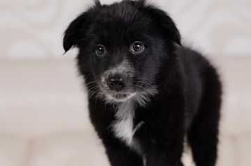 Excalibur of the Silver Grail