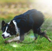 Kate-Lynn Oet Roege Bos