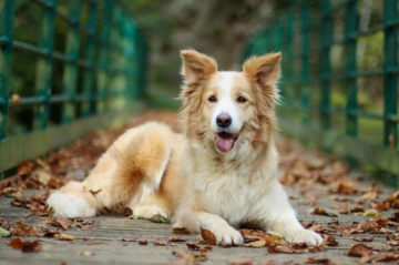 Miss Princesse The Queen