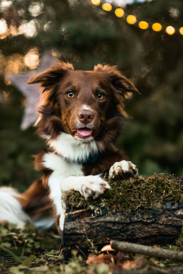 Unique from Shepherds Own