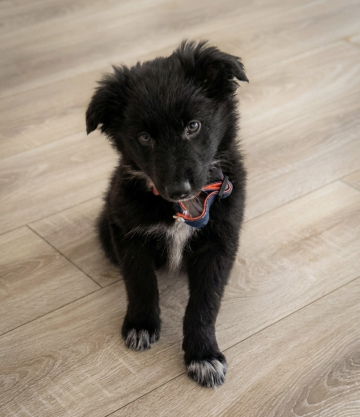 Midnight of Mist Star Effy