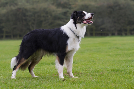 Halligalli Take a Bow