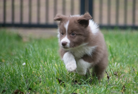 Valorous Heart Natalaland