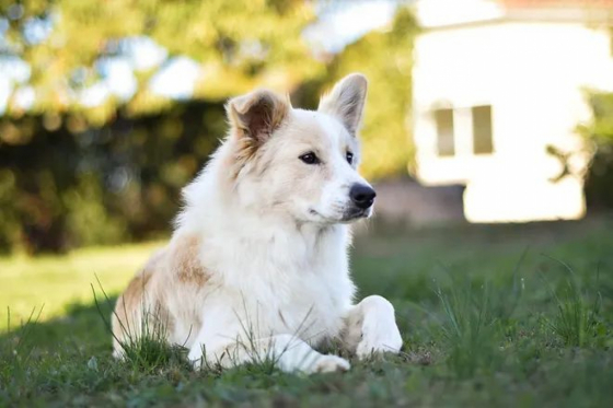 Herds Of Scotland Skai