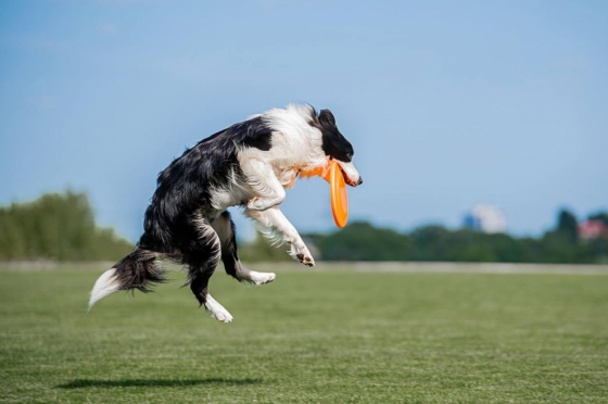 Dream From Gross Libental Brooks