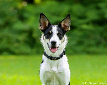 The Greatest Toast Shepter