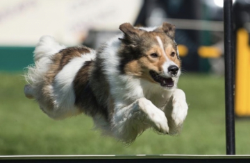Foxtwist High As A Kite