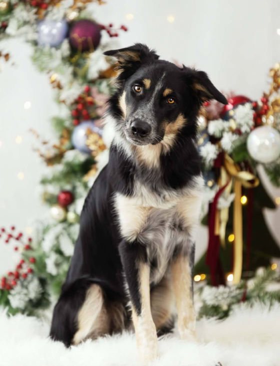 Spotty Dragons Milkshake Kiss