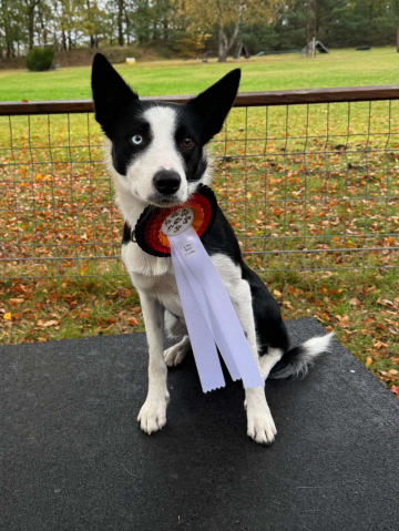 Wiz and Insanity Bonkers Kaji