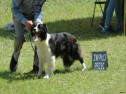 Caliste Bursztynowy Gryf