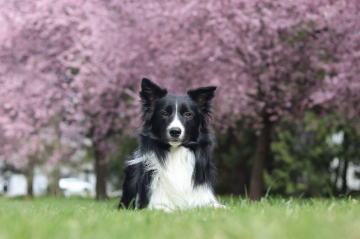 Cyrano Lucky Berrie
