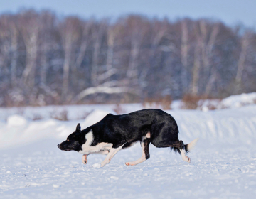Nafani Shervudskij Les