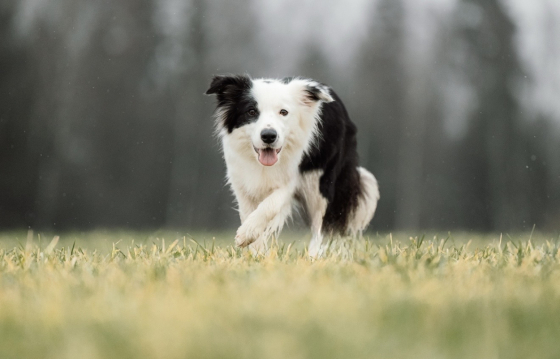 Diamond Jessie S Gory Mezmay