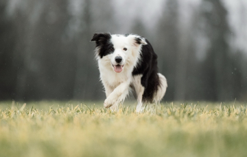 Diamond Jessie S Gory Mezmay