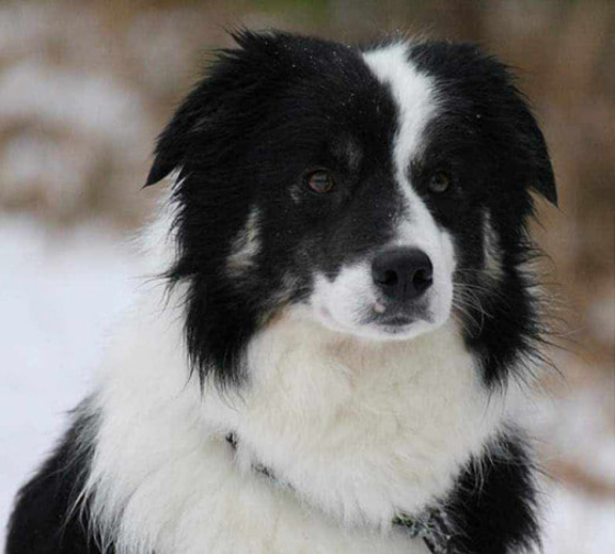 Rajahiilen Oma Fia