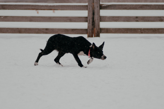 Nafani Are You Ready