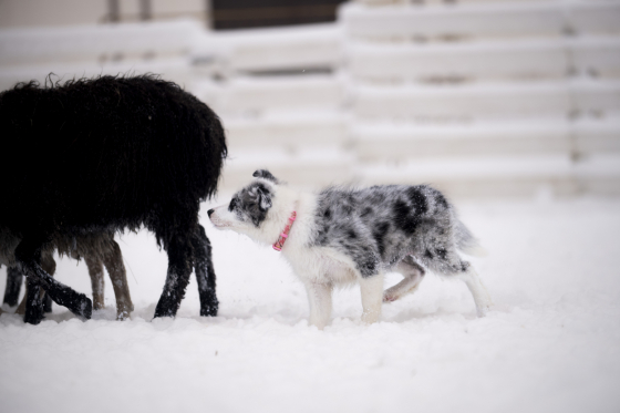 Visky Shadow de Amor