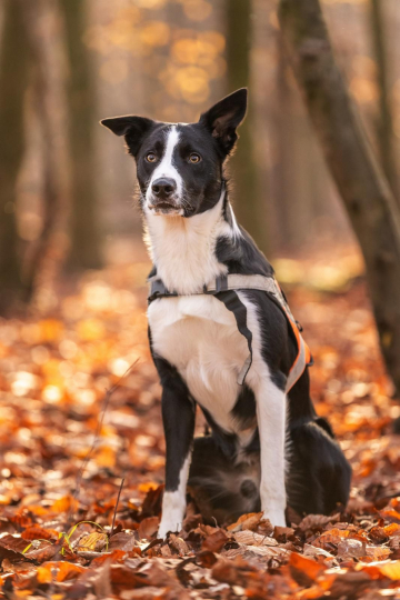 Vic from Shepherds Own