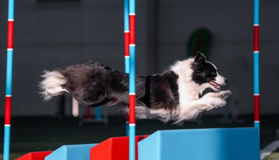 Camille Del Quatro Amo