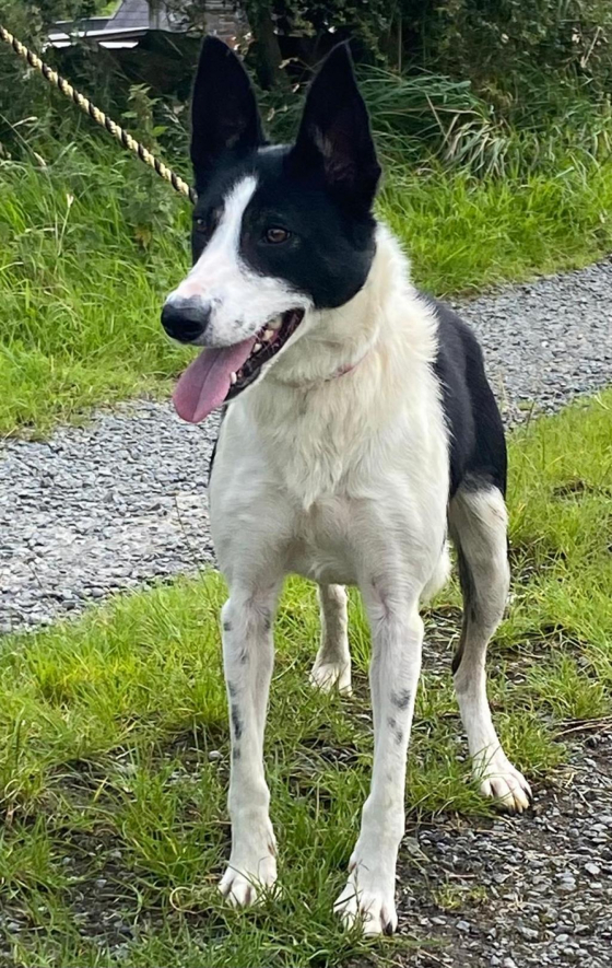 Kilcreen Ruby