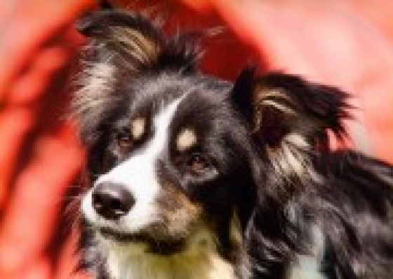 Rosmarinus Trail Blazer At Taliswood