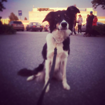 Ava Unlimited Sheepdog