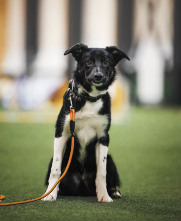 Brilliant Blik Oberon Rhett Butler