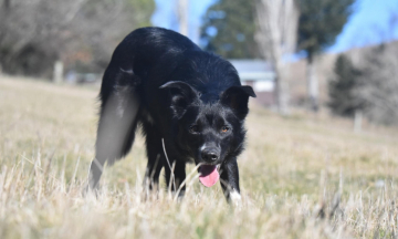 Getawayback Serene Stealth