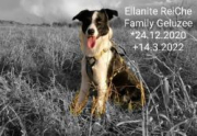 Ellanite ReiChe​ Family Geluzee