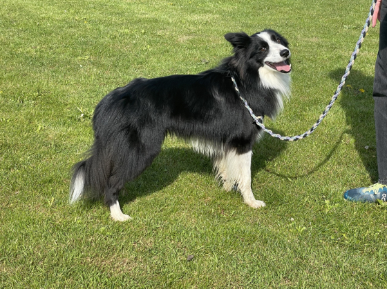 Rebel du Serac du Leman