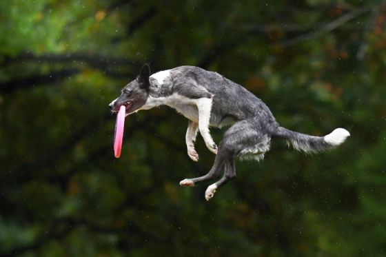 Interesse Blue Dabbeeco