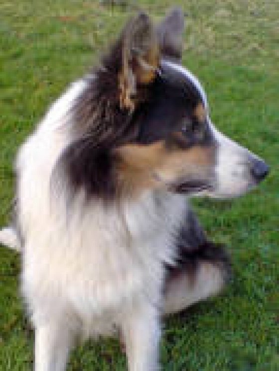 Mastamariner Blue Triffid