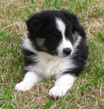 Ohutu I Didn't Do It