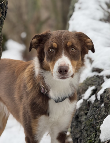 Scarlet Queen Unicorn Hunters