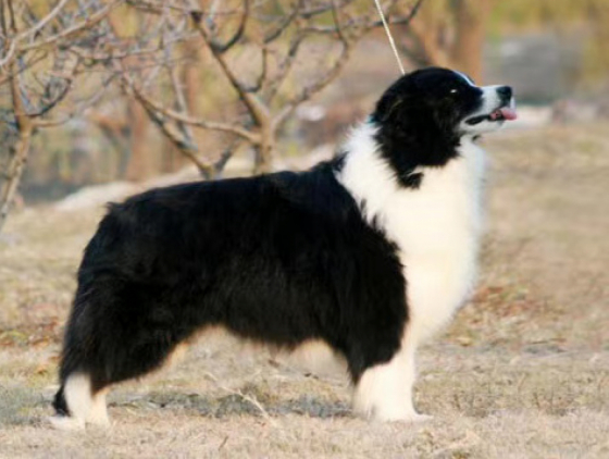 Aicco of Fu You Yuan kennel